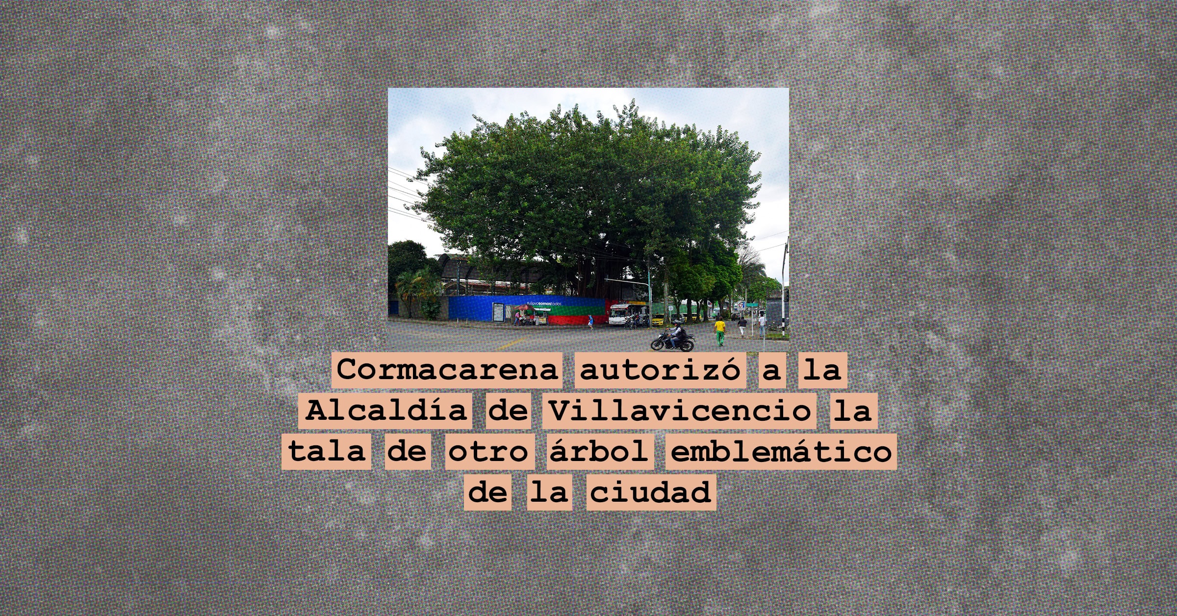 Cormacarena autorizó a la Alcaldía de Villavicencio la tala de otro árbol emblemático de la ciudad